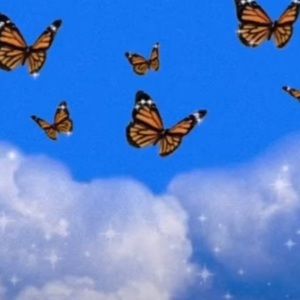 Meet your Posher, Phoebe